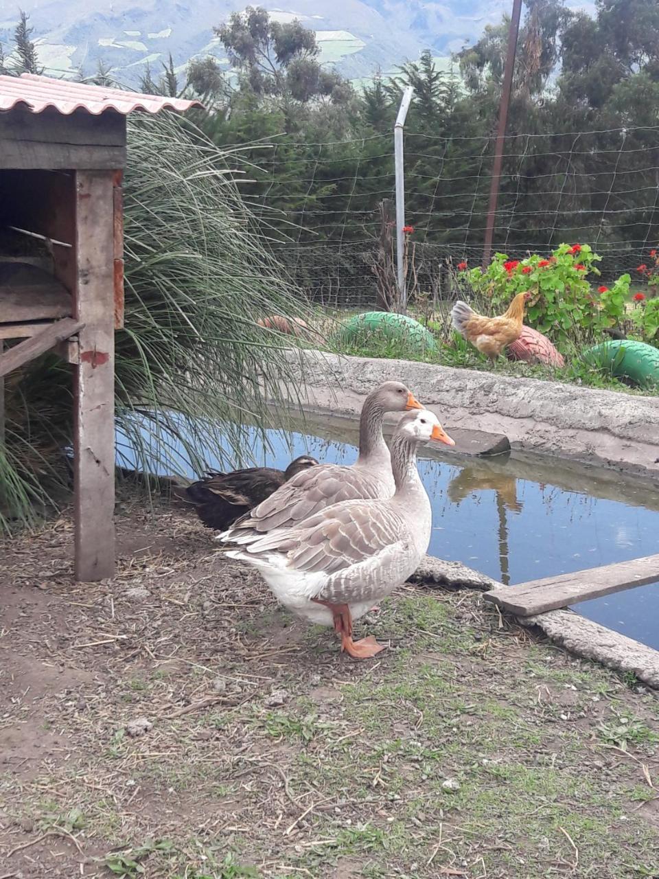 Hosteria Merceditas Machachi Εξωτερικό φωτογραφία